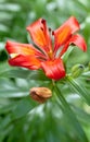 Orange tiger Lily flower soft focus Royalty Free Stock Photo