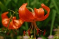 Orange Tiger Lily Flower in Summer Saskatchewan