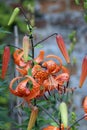 Orange tiger lily flowers in close up Royalty Free Stock Photo