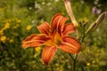 Orange Tiger Lily Royalty Free Stock Photo