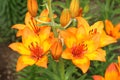 Orange tiger lily Lilium bulbiferum