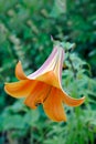 Orange tiger lily (lilium lancifolium) blooming Royalty Free Stock Photo