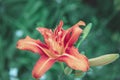 Orange Tiger Lily, Lilium tigrinum flower in botanical garden, close up