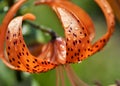 Orange tiger Lily with raindrops, macro Royalty Free Stock Photo