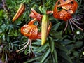 Beautiful orange tiger Lily with raindrops, macro Royalty Free Stock Photo