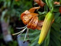 Beautiful orange tiger Lily with raindrops, macro Royalty Free Stock Photo