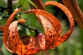 Orange tiger Lily with raindrops, macro, soft focus Royalty Free Stock Photo