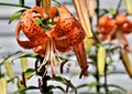 Orange tiger Lily with raindrops Royalty Free Stock Photo