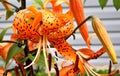Orange tiger Lily with raindrops Royalty Free Stock Photo