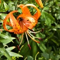 Orange tiger Lily with raindrops Royalty Free Stock Photo