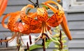 Orange tiger Lily with raindrops Royalty Free Stock Photo