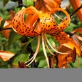 Orange tiger Lily with raindrops Royalty Free Stock Photo