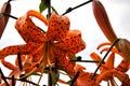 Orange tiger Lily with raindrops Royalty Free Stock Photo