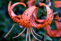 Orange tiger Lily with raindrops on the petals Royalty Free Stock Photo