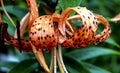 tiger lily bud with raindrops on the petals, macro Royalty Free Stock Photo