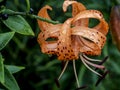 tiger lily bud with raindrops on the petals, macro Royalty Free Stock Photo