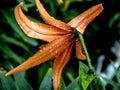 orange tiger lily with raindrops on the petals Royalty Free Stock Photo