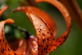 Orange tiger Lily with raindrops, macro, soft focus Royalty Free Stock Photo