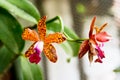 Orange tiger orchids