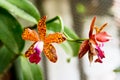 Orange tiger orchids Royalty Free Stock Photo
