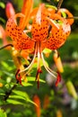 Orange tigerlily Royalty Free Stock Photo