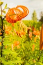 Orange tigerlily Royalty Free Stock Photo