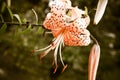 Orange tigerlily Royalty Free Stock Photo