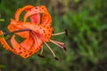 Orange tigerlily Royalty Free Stock Photo