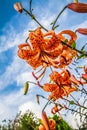 Orange tigerlily flowers Royalty Free Stock Photo