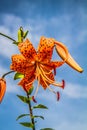 Orange tigerlily Royalty Free Stock Photo