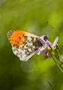 Orange Tip Royalty Free Stock Photo