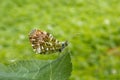 Orange tip, Anthocharis cardamines (family Pieridae), a butterfly