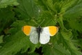 Orange tip, Anthocharis cardamines (family Pieridae), a butterfly