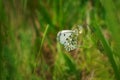 Orange tip Anthocharis cardamines female, butterfly