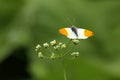 Orange tip butterfly. Royalty Free Stock Photo
