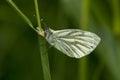 Orange Tip Butterfly