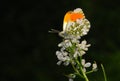 The orange tip butterfly Royalty Free Stock Photo