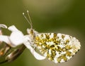 Orange Tip Butterfly Royalty Free Stock Photo