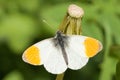 Orange Tip butterfly Royalty Free Stock Photo