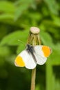 Orange Tip butterfly Royalty Free Stock Photo