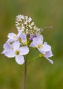 Orange Tip butterfly (Anthocharis cardamines) Royalty Free Stock Photo