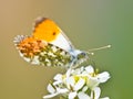 Orange Tip Butterfly Royalty Free Stock Photo