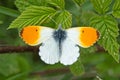 Orange-tip butterfly Anthocharis cardamines