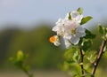 An orange tip butterfly on apple blossom