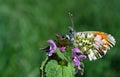 Orange tip butterfly. butterfly on a sunny meadow. spring butterflies. bright transparent wings. copy spaces. Royalty Free Stock Photo