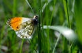 Orange tip butterfly. butterfly on a sunny meadow. spring butterflies. bright transparent wings. copy spaces. Royalty Free Stock Photo