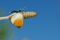 Orange tip butterfly. butterfly on a sunny meadow. spring butterflies. bright transparent wings. copy spaces. Royalty Free Stock Photo