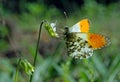 Orange tip butterfly. butterfly on a sunny meadow. spring butterflies. bright transparent wings. copy spaces. Royalty Free Stock Photo