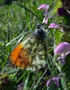 orange tip butterfly. butterfly on a sunny meadow. spring butterflies. bright transparent wings. Royalty Free Stock Photo