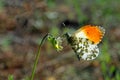 Orange tip butterfly. butterfly on a sunny meadow. spring butterflies. bright transparent wings. copy spaces. Royalty Free Stock Photo